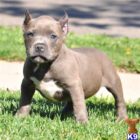 american pit bull puppy posted by Pitbulls for Sale